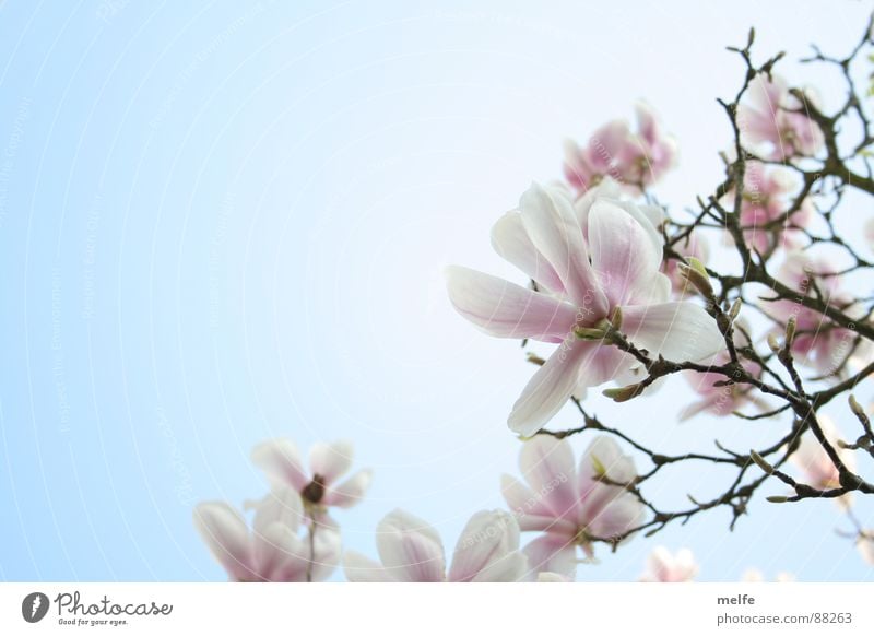 Magnolienbaum Nr.2 Magnoliengewächse Baum Blüte weiß Frühling Frühlingstag schön Himmel Ast roamantisch