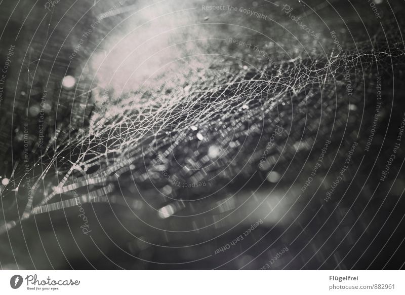 Spaciges Spinnennetz Natur hängen Schwache Tiefenschärfe Netzwerk ästhetisch Muster Sonnenlicht Gegenlicht Nähgarn Insekt Kunstwerk Garten abstrakt