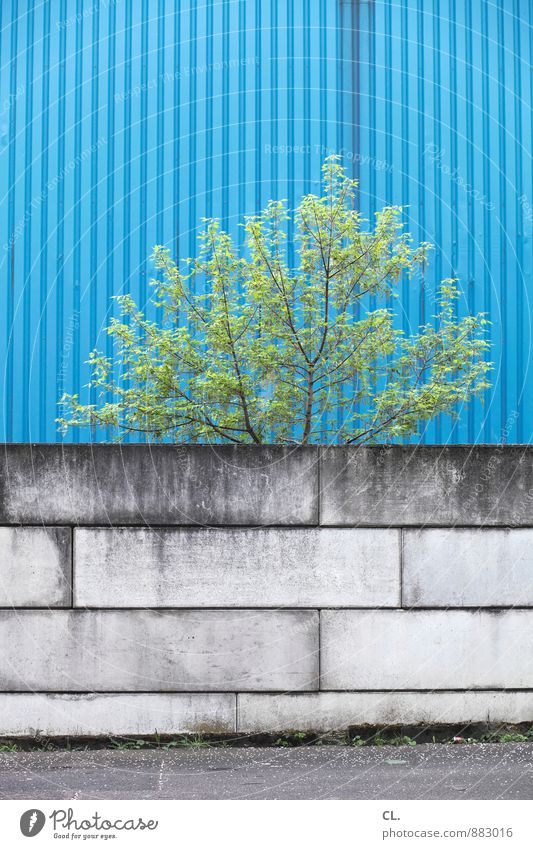 die mauer muss weg Umwelt Natur Baum Industrieanlage Fabrik Gebäude Mauer Wand Straße Wege & Pfade Wachstum klein trist blau grün Kraft Willensstärke