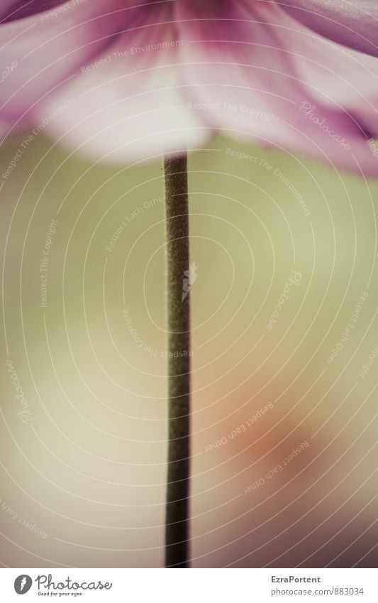 mit Stiel Umwelt Natur Pflanze Sommer Herbst Blume Blüte Garten Park Linie ästhetisch natürlich grün rosa rot Farbe Herbstanemone Stengel Blütenblatt Anschnitt
