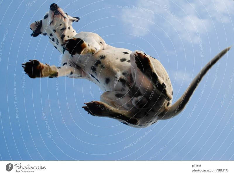 Hund von unten - 2 Dalmatiner gepunktet getupft Froschperspektive Glasscheibe Haustier Säugetier Punkt Fleck enzo fliegen wuff
