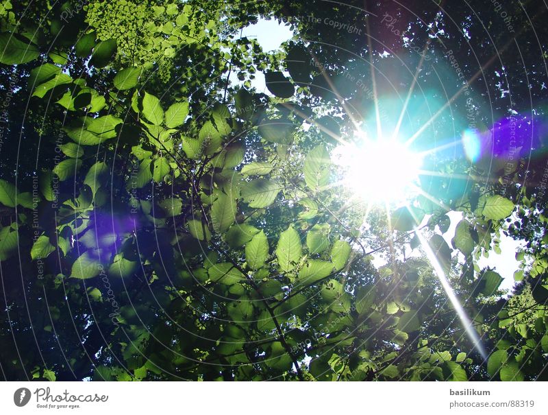Sonnenstralen Wald Sonnenstrahlen Blatt grün Frühling Sommer Himmelskörper & Weltall Beleuchtung hell Reflexion & Spiegelung Wärme