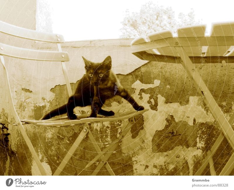 Wunderbare Welt der Schwerkraft Katze schwarz Balkon Wand Putz Tisch Mörder springen Säugetier alt Stuhl