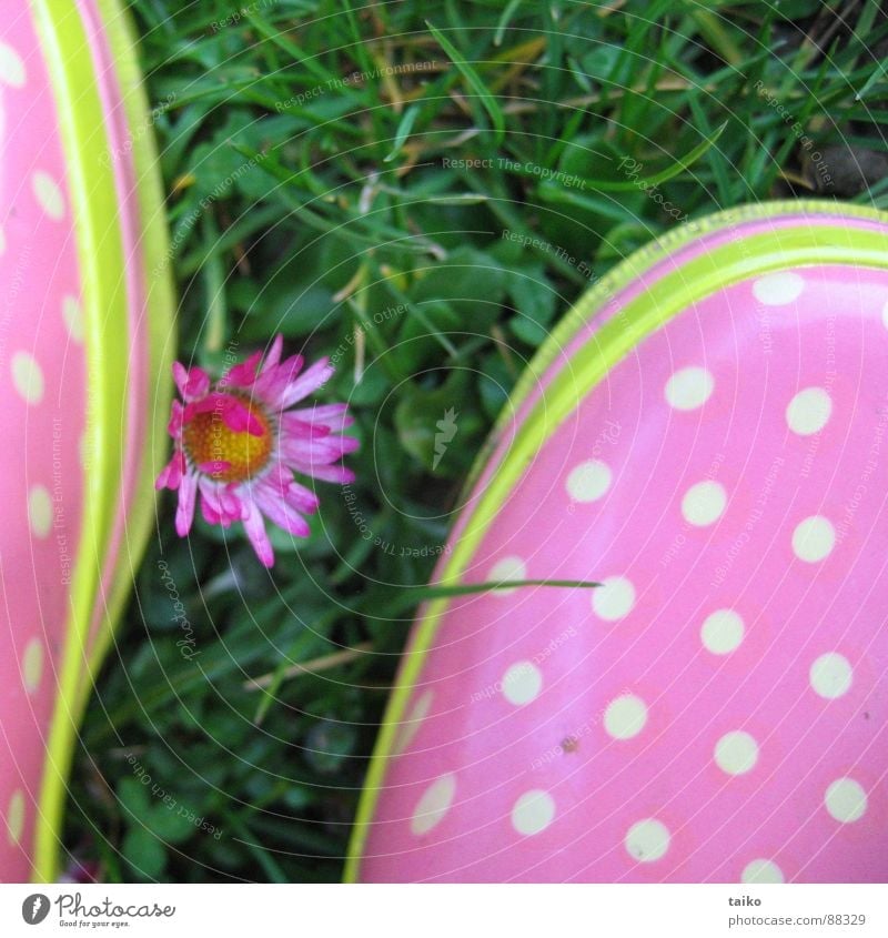 Rosa's Gumboots III rosa Gummistiefel Schuhe Stiefel Gras Blume Gänseblümchen gelb grün Muster getupft Frühling springen saftig Bekleidung wellies rubber boots