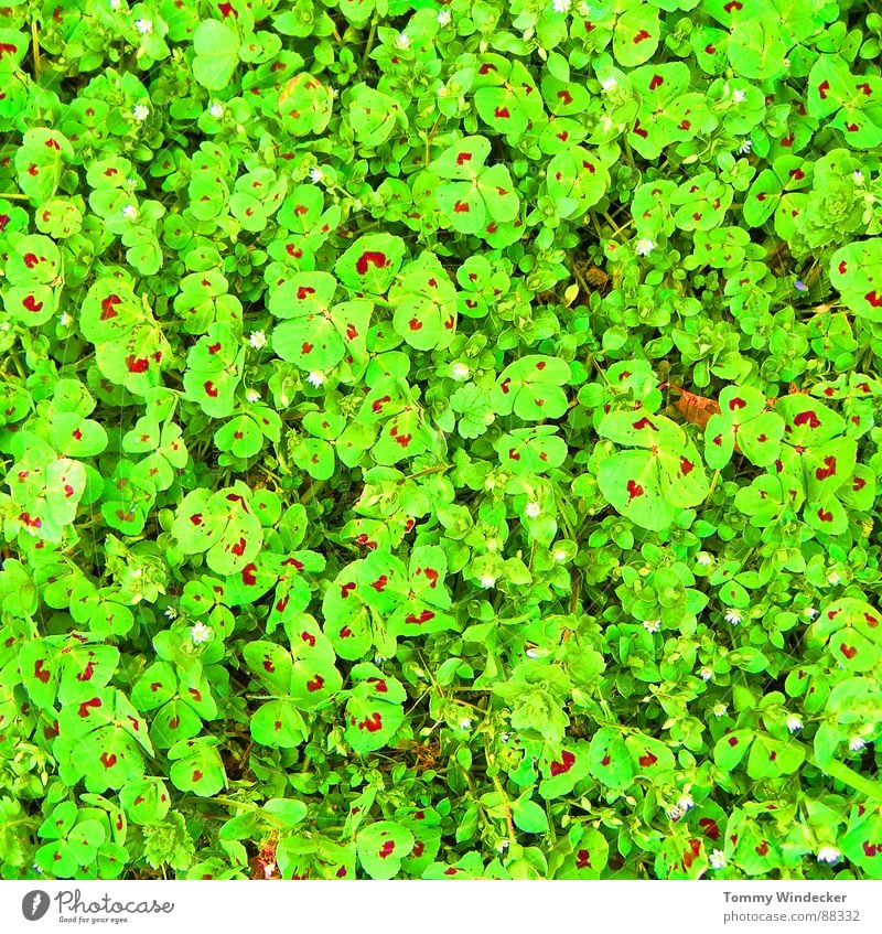 Grün wie Klee Ludwigshafen Gras Sommer Frühling grün Waldwiese saftig giftgrün Futter Feld anschaulich Grünpflanze Wachstum weich nass Physik frisch Grünstich