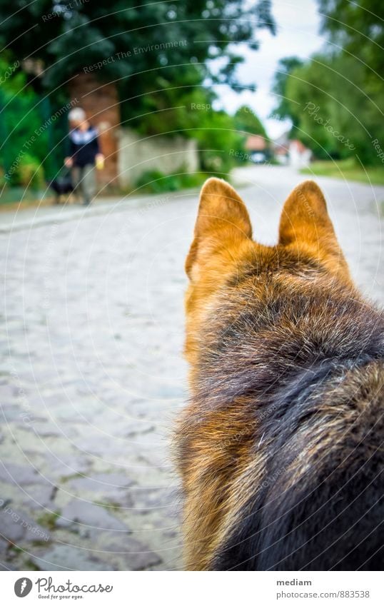 wachsam Gassi gehen Spaziergang Tierhaltung Straße Haustier Hund Fell Schäferhund Haushund 2 beobachten Blick Neugier loyal Tierliebe Wachsamkeit Schutz