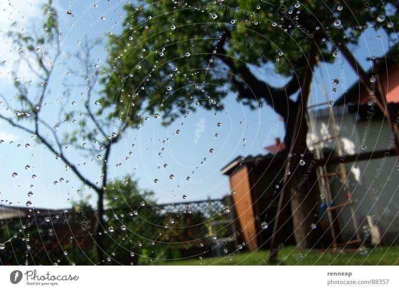 o.o.o tropf tropf o.o.o Sommer Schaukel Baum Physik Fröhlichkeit feucht Spinnennetz Reflexion & Spiegelung Momentaufnahme Wiese Insekt Makroaufnahme Nahaufnahme