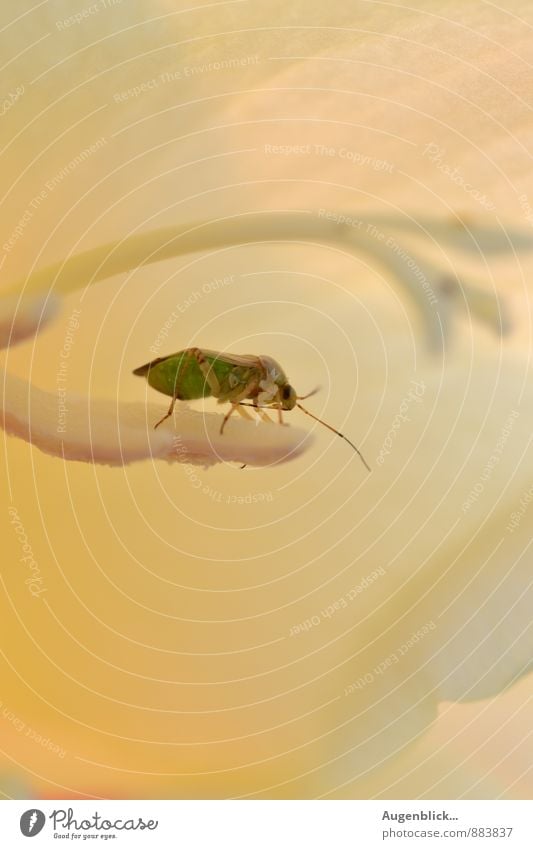 Besucher... Tier Käfer 1 entdecken warten Duft frisch natürlich gelb gold grün einzigartig Farbfoto Nahaufnahme Tag Dämmerung Sonnenlicht Sonnenaufgang