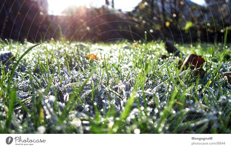Raureif Gras grün kalt Winter Herbst Halm Wiese Reureif Frost Eis Rasen