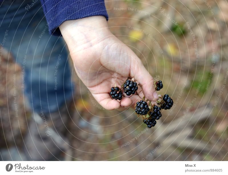 Brombeeren Lebensmittel Frucht Ernährung Gesunde Ernährung Sommer Herbst Pflanze Wald frisch Gesundheit lecker süß schwarz pflücken Ernte Hand Waldfrucht
