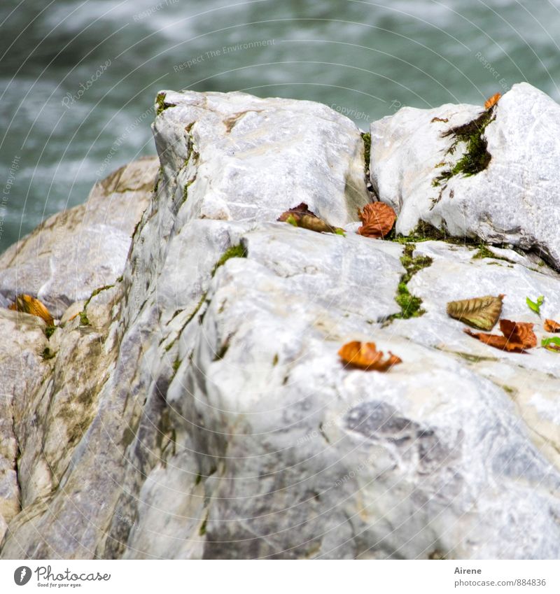 Streublättchen Natur Landschaft Urelemente Wasser Herbst Blatt Herbstlaub Felsen Schlucht Bach Wildbach Felsenschlucht Stein fallen liegen Flüssigkeit frisch