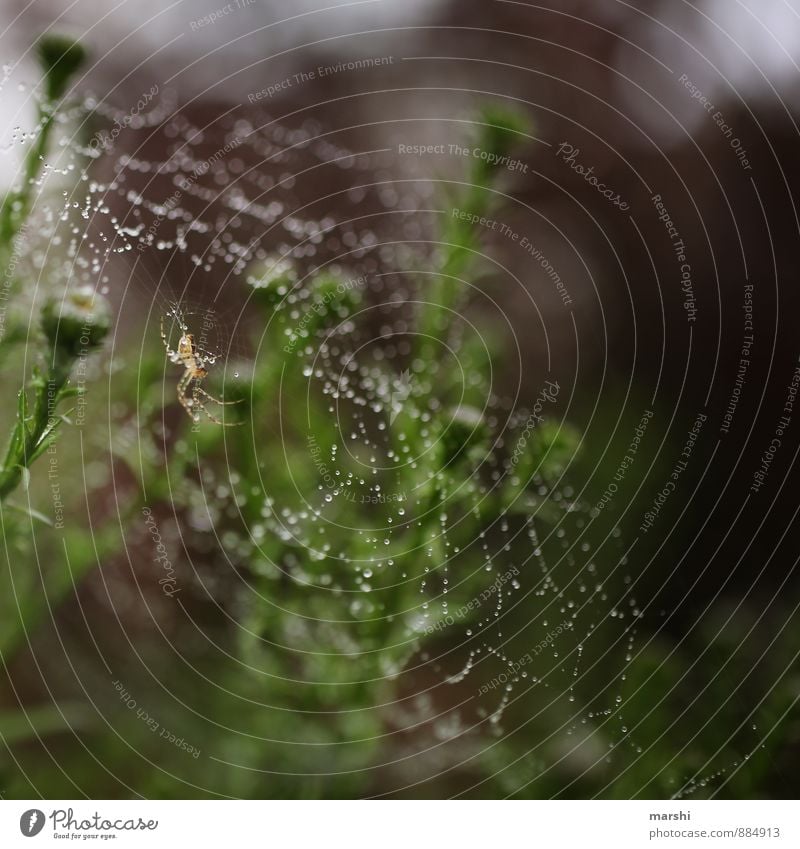 schön gesponnen Natur Pflanze Tier Nutztier Spinne 1 Stimmung Spinnennetz Tau herbstlich Herbstbeginn Kreuzspinne Garten Farbfoto Außenaufnahme Nahaufnahme
