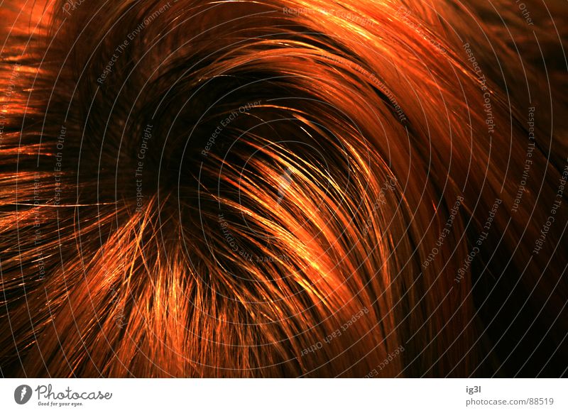 der HAARte kern #1 Haarsträhne dünn schmal lang Muster Kopfbedeckung Fell Physik schön Haarwaschmittel Sauberkeit Reinigen groß Lichtpunkt glänzend rot gelb