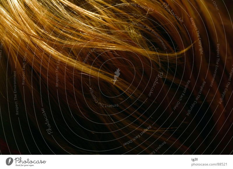 der HAARte kern #3 Haarsträhne dünn schmal lang Muster Kopfbedeckung Fell Physik schön Haarwaschmittel Sauberkeit Reinigen groß Lichtpunkt glänzend rot gelb