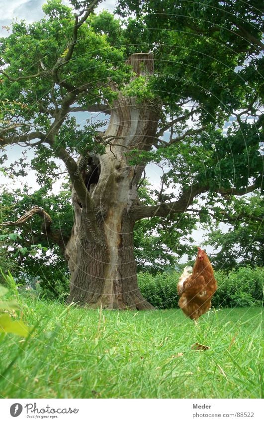 Picken Hühner Körner?! Haushuhn Hahn stolzieren Federvieh braun Osterei Baum Blatt eigenwillig Wiese saftig Gras grün Erholung ruhig Froschperspektive