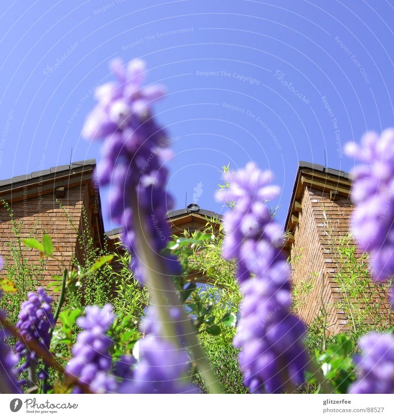blumiger blick auf nachbars haus Traubenhyazinthe Blume Pflanze Knollengewächse violett grün Haus Backstein braun Dach Dachgiebel Nachbar Beet Frühling Fee