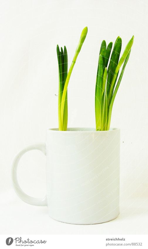 Frühling in der Kaffeetasse Tulpe grün frisch Hoffnung Tasse Wachstum Reifezeit Optimismus sprießen gewachsen Hobelbank Agentur verrückt skurril Gras Design