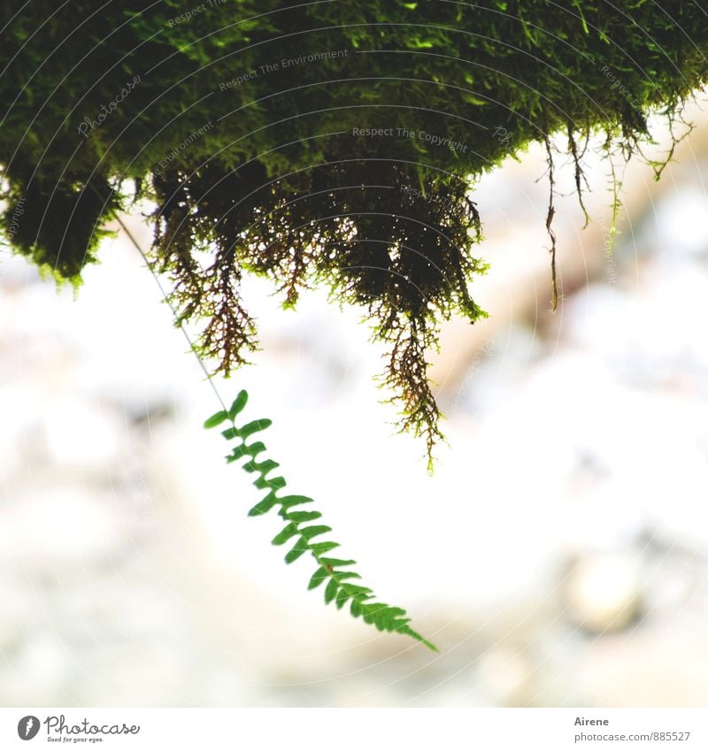 Vorwitz Natur Pflanze Moos Farn Farnblatt Urwald Alpen Schlucht Wachstum nass grün Übermut einzigartig Klima Einzelkämpfer Ausreißer Schwerkraft Erde Farbfoto