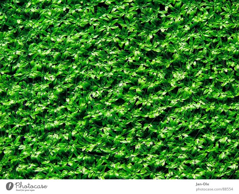 Entengrütze grün saftig frisch Strukturen & Formen gleich Glätte Moor Sumpf Teich feucht unberührt Natur einheitlich natürlich