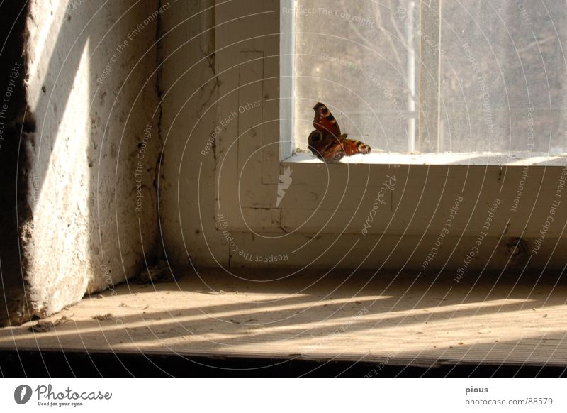 ein Augenblick Fenster Schmetterling Licht gefangen Fensterbrett Tier Schwäche Sportveranstaltung Konkurrenz Glas Schatten Justizvollzugsanstalt Rahmen