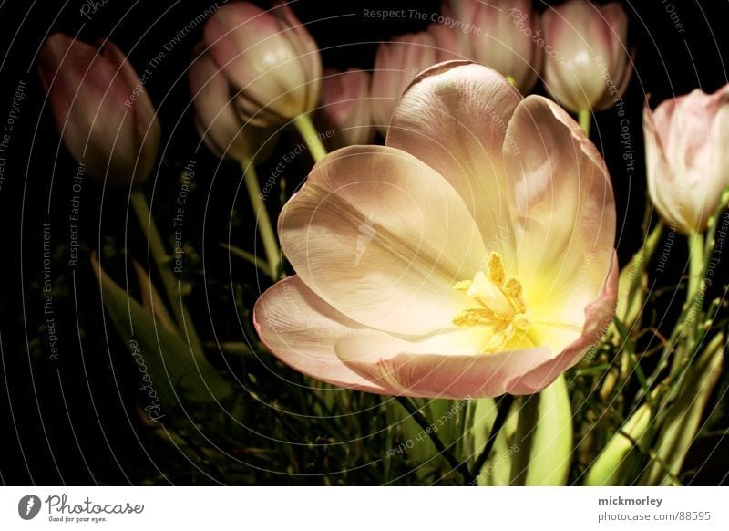 dunkle tulpe Tulpe Blume Wiese Frühling Blüte Blumenstrauß Muttertag rosa Stengel Halm Makroaufnahme Freude