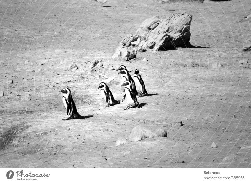 einer gibt den Ton an Ferien & Urlaub & Reisen Tourismus Ausflug Umwelt Natur Landschaft Küste Meer Tier Nutztier Pinguin Tiergruppe rennen Tierliebe