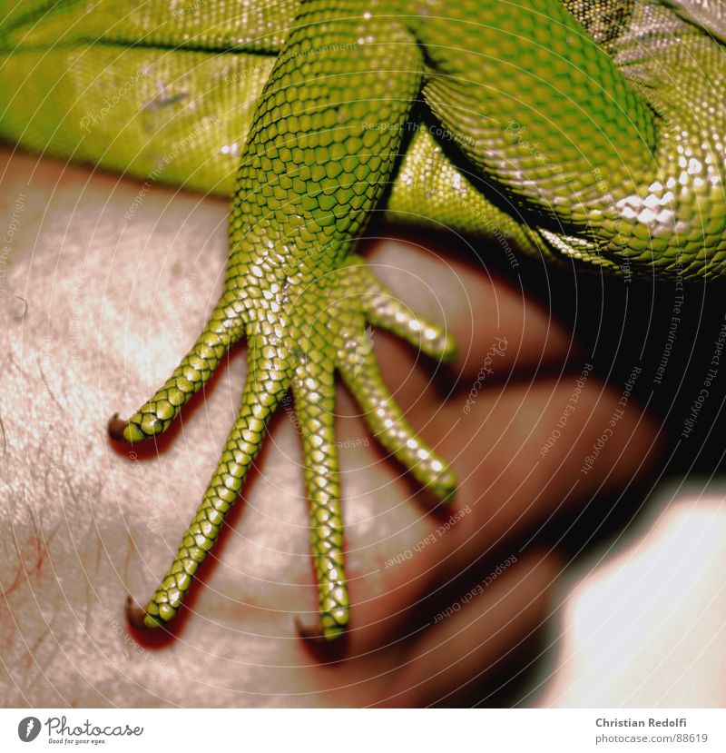 Echsen pfötchen Tier Hand Reptil grün rau Scheune Grallen Exote grazen Haut
