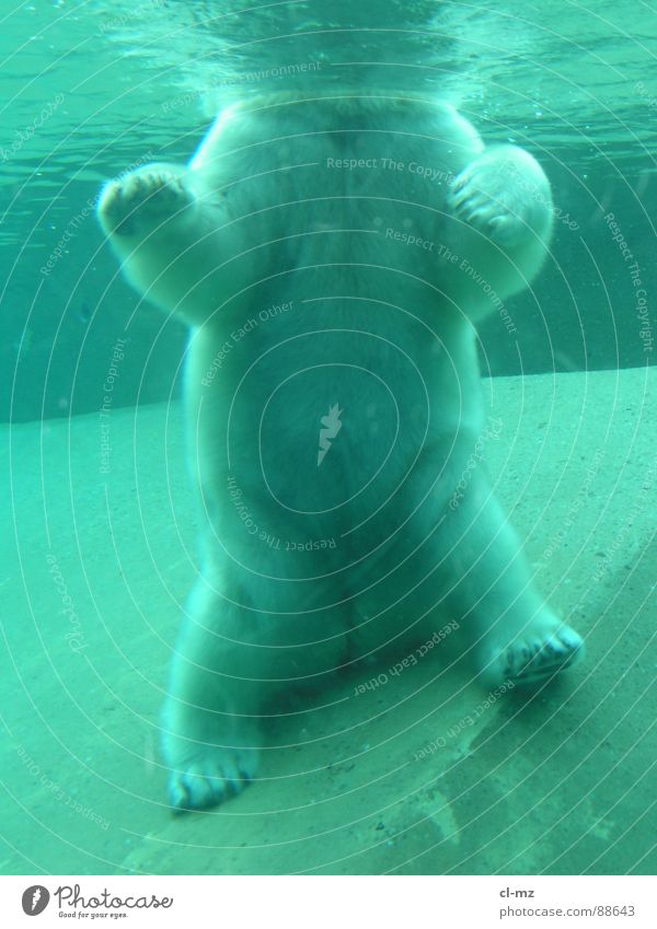 Eisbär Säugetier Unterwasseraufnahme Zoo Toronto Wasser Bär