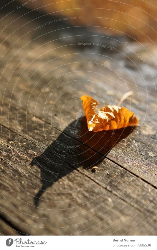 Vorbote Natur Herbst Pflanze Blatt Stimmung orange fallen Holztisch Wetter verwittert Abschied vertrocknet durchscheinend schön Unschärfe Farbfoto Außenaufnahme