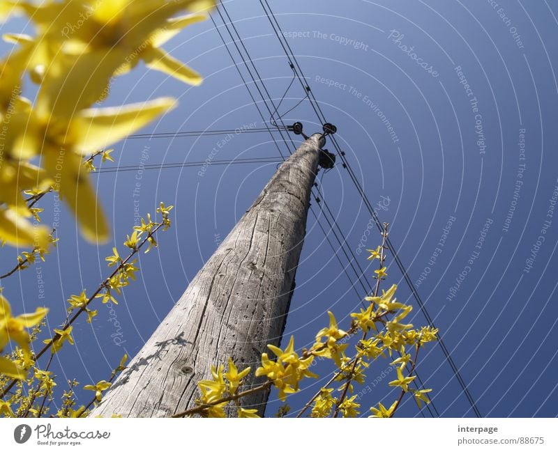 Osterstrom Elektrizität Strommast gelb Froschperspektive Industrie Frühling Holzmast Forsyzien Büten blau aufwärts Himmel