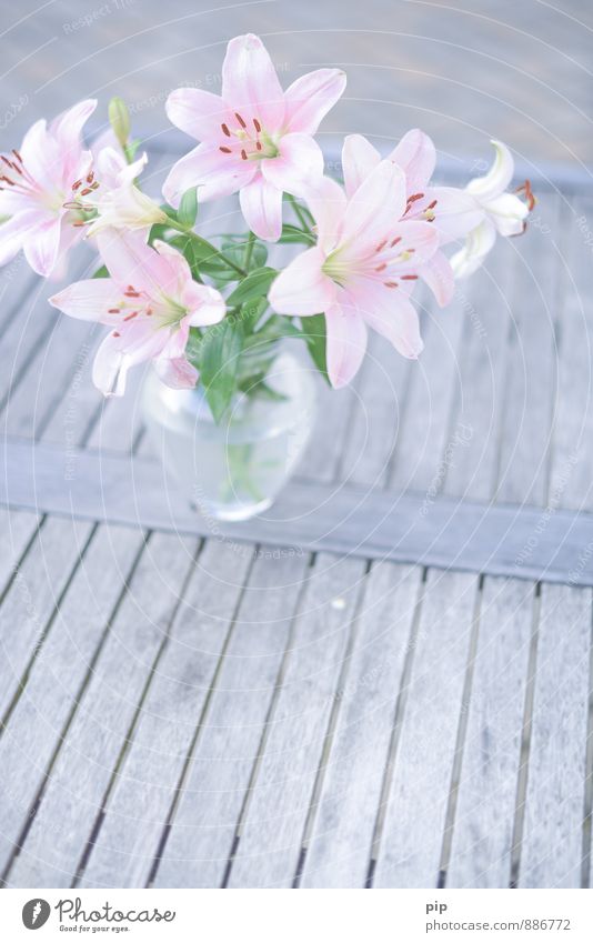 lilium Blume Blumenstrauß Lilien ästhetisch schön grau grün rosa Romantik Idylle Häusliches Leben Geschenk Souvenir Blumenvase Tisch bleich Stempel Staubfäden