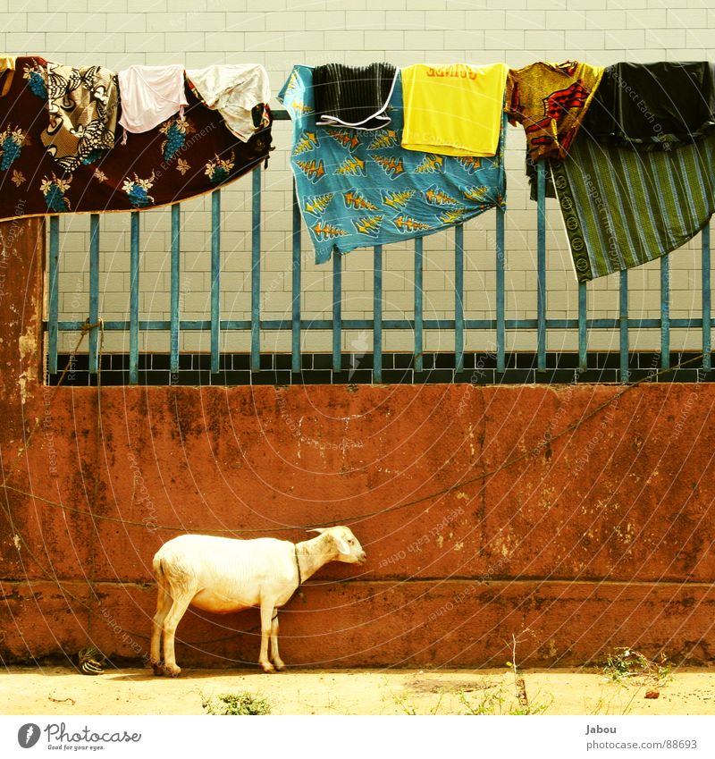 Guineé Laundry Afrika Schaf Ziegen Wäsche braun Mauer Guinea Jabou