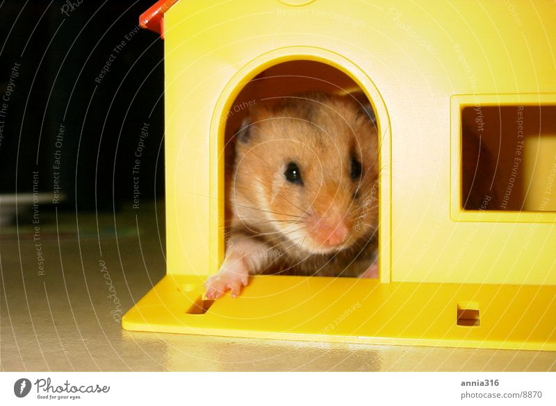 Hamster posiert Haustier Nagetiere