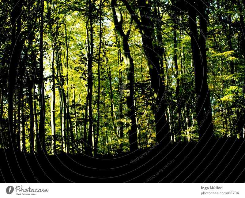 Wald Baum grün eng Landschaft Tree Waldspiel Scharz Farbe Himmel Natur Bewaldung Tarzan