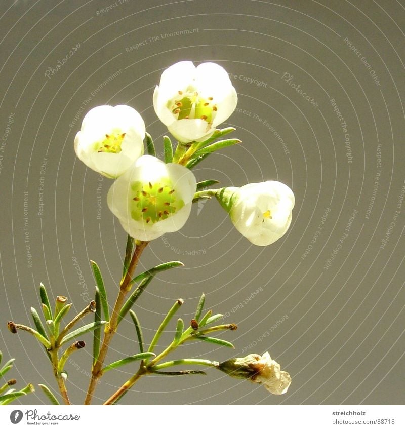 Mystisches Blümchen Blume Hoffnung Gänseblümchen Blüte Makroaufnahme abstrakt Optimismus Blühend Reifezeit Wachstum bezaubernd Zauberei u. Magie mystisch