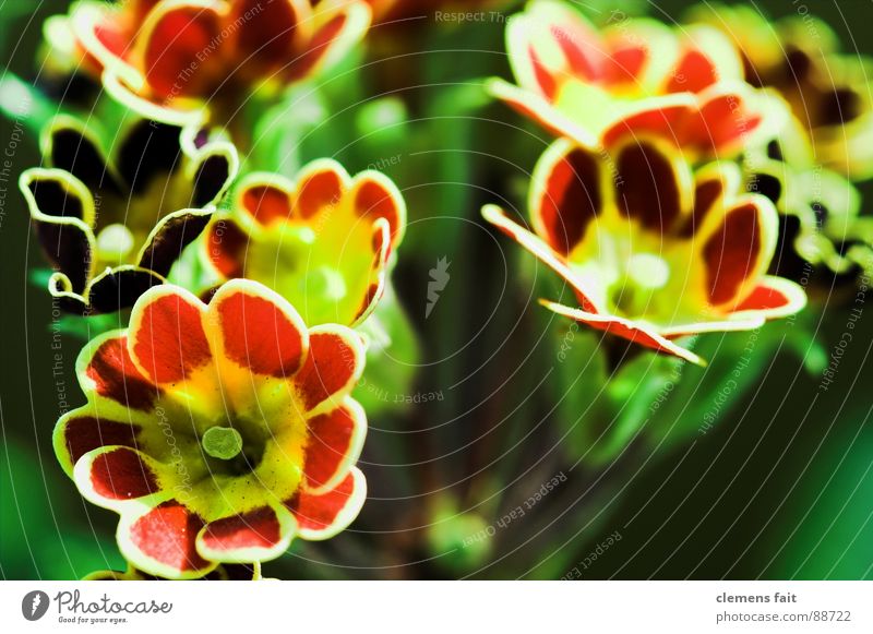 Primeln grün rot Blume Pflanze Blumentopf mehrfarbig Muster Kissen-Primel Makroaufnahme Strukturen & Formen Farbe