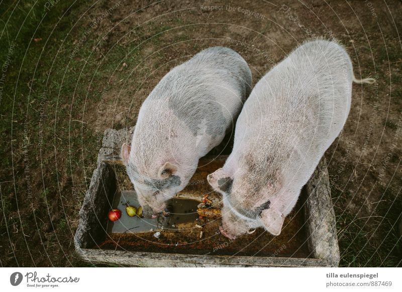 Vorsatz für´s neue Jahr: weniger Essen! Natur Wiese Tier Nutztier Schwein 2 dunkel Hängebauchschwein scheckig Apfel Birne Futterplatz Kübel füttern Rücken