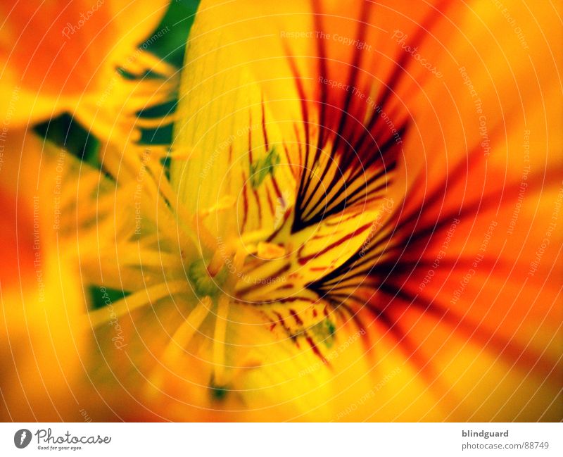 Summerfeelings Blume gelb Sommer bestäuben Makroaufnahme Unschärfe Pflanze schön Stempel Samen orange flower Nahaufnahme sharp blur Garten