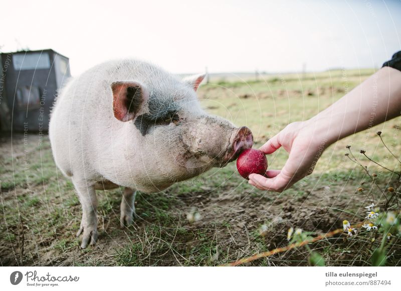 An apple a day.... Frucht Gesundheit Gesunde Ernährung Freizeit & Hobby Ferien & Urlaub & Reisen Wiese Feld Tier Haustier Nutztier Schwein 1 füttern dreckig