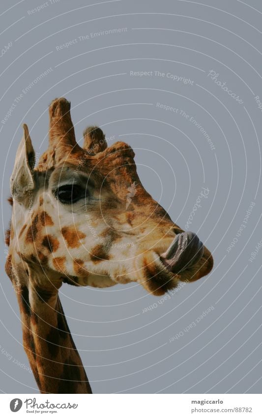 Schmeckt tierisch gut lecker Ernährung Säugetier Giraffe Zunge lustig Auge schnautze Hals