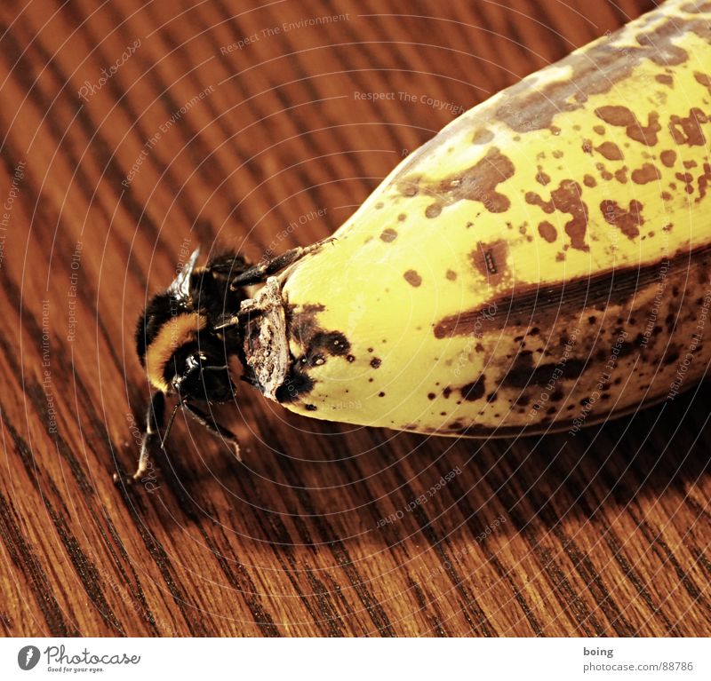 Nach den Gesetzen der Aerodynamik ... zu fliegen Banane Frucht Hummel Biene Insekt Gastfreundschaft Wespen Winterruhe Winterschlaf Schalen & Schüsseln