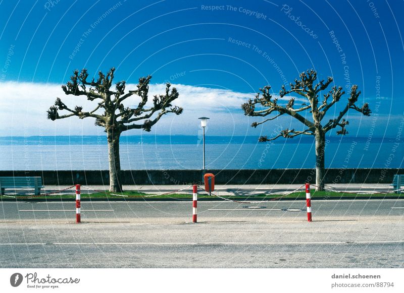 Ordnung muß sein Baum See Symmetrie penibel bizarr Winter Verkehrswege Küste Himmel Reihe blau wolken. herbst deurschland Bodensee