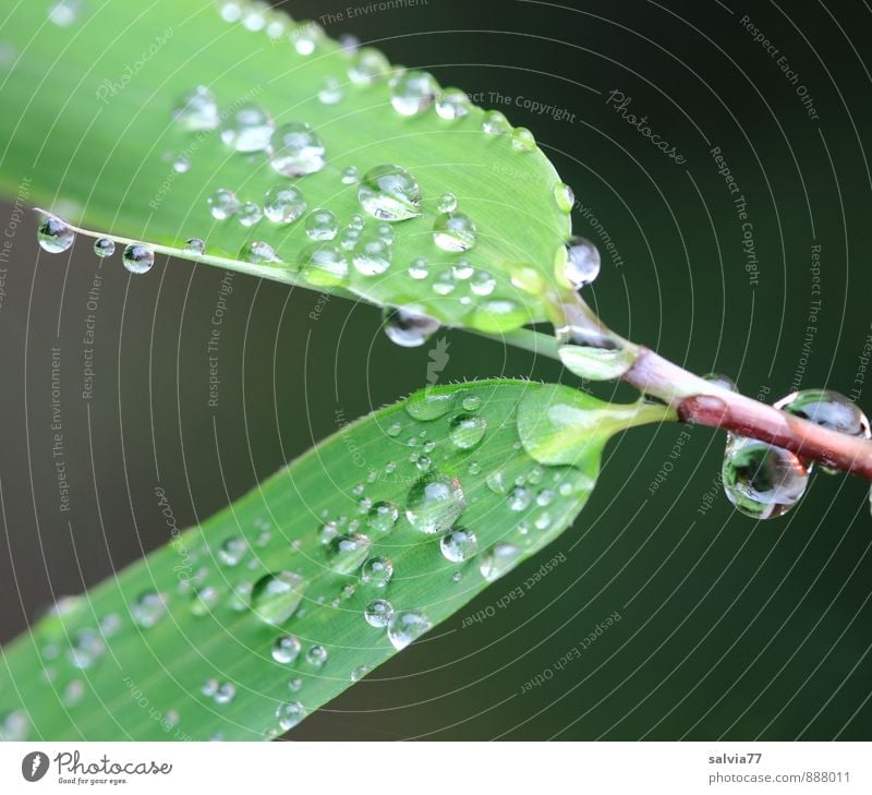 Regenperlen Pflanze Wasser Wassertropfen Sommer Herbst Klima Blatt Grünpflanze berühren glänzend Wachstum einfach frisch klein nah nass natürlich rund grün