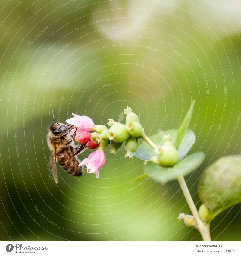 Fleißiges Bienchen Umwelt Natur Pflanze Biene 1 Tier Fressen Farbfoto Außenaufnahme