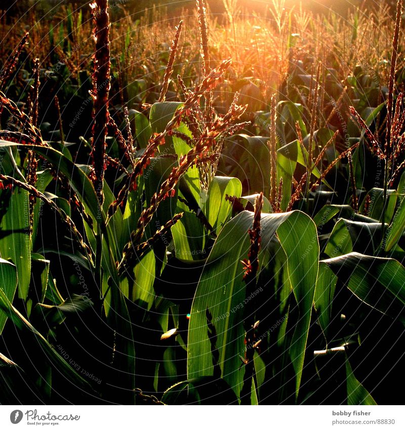 es gibt mais Pflanze Licht grün Morgen Abend dunkel Landwirtschaft Natur Mais Sonne hell Bioprodukte Ernte