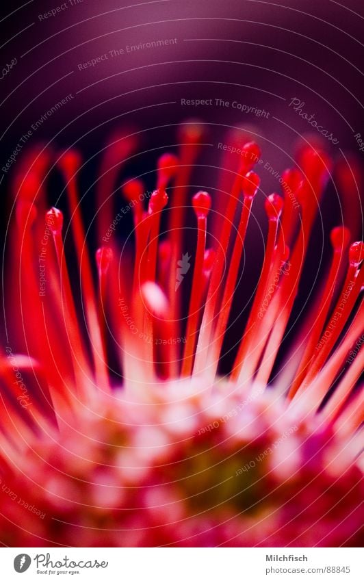 Kaprose Protea Warnfarbe typisch Tentakel Fühler Blume Blüte Pflanze Südafrika Makroaufnahme Nahaufnahme Afrika Brand Detailaufnahme