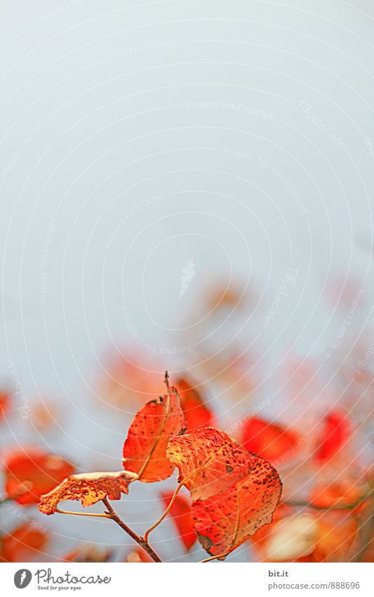 Flammen im Wind Natur Herbst Schönes Wetter Pflanze Vergänglichkeit herbstlich Herbstlaub Herbstfärbung Farbfoto Außenaufnahme