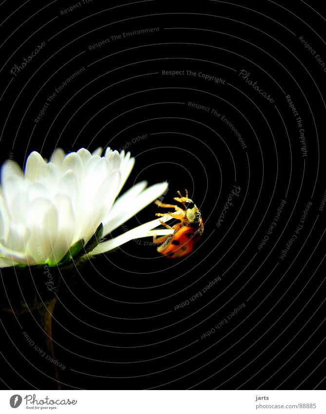 Kraftakt Marienkäfer anstrengen Gänseblümchen Blume Insekt Absturz Angst Panik gefährlich Käfer Mut Unbekümmertheit jarts Glück Leben