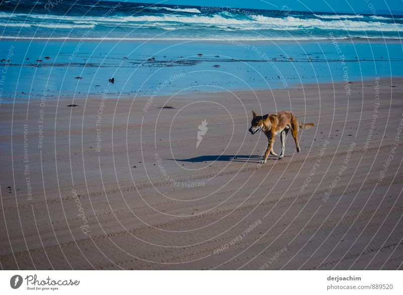 Begegnung mit einem Dingo am Strand von Fraser Island. Im Hintergrund weiße Schaumkronen und blaues Meer. Laufender" Dingo" am Strand von Fraser Island.An der Ostküste von Queensland / Australia