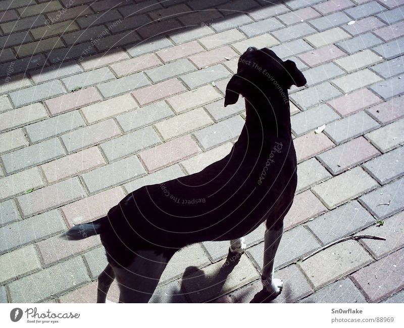 Schattenhund Hund Licht elegant schwarz Tier Ergonomie Säugetier Schwarzweißfoto schön Jack Russel Terrier